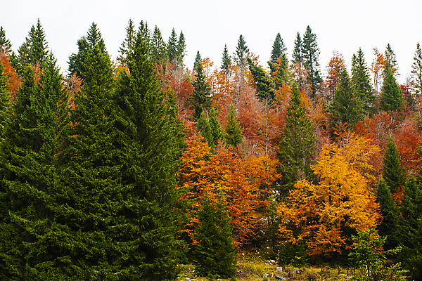 포토 JPG 해외이미지 주간 공원 단풍 자연 단풍나무 풍경 사람없음 야외 가을풍경 이탈리아 가을 침엽수 해외포토 자연요소 나무 계절 공공시설 유럽 잎 생태계 파일형식 가을_계절 이미지허브