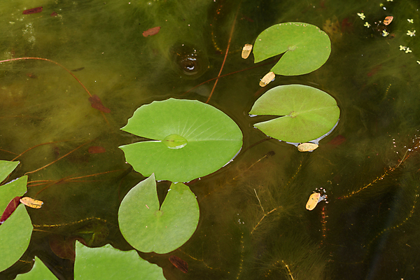 포토 JPG 해외이미지 식물 잎 자연 추상 연꽃 사람없음 초록색 물 평화 닫기 떨어짐 습지 묘사 유기농 질감 내추럴 변소 해외포토 자연요소 웰빙 꽃 컬러 컨셉 무늬 모션 생태계 파일형식 이미지허브