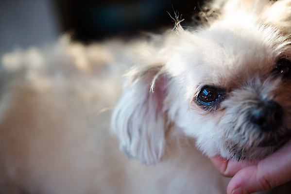 포토 JPG 해외이미지 한마리 손 응시 실내 아웃포커스 신체부위 귀여움 강아지 애견미용 애견미용사 믹스견 해외포토 1 시선 컨셉 촬영기법 사람 내부 반려동물 뷰티 개 미용사 파일형식 이미지허브