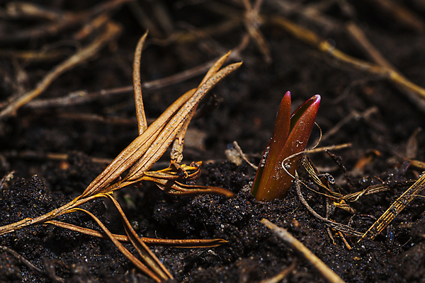 포토 JPG 해외이미지 꽃 잎 근접촬영 사람없음 야외 새싹 정원 흙 튤립 원예 땅바닥 모종 해외포토 식물 뷰포인트 바닥 취미 파일형식 이미지허브