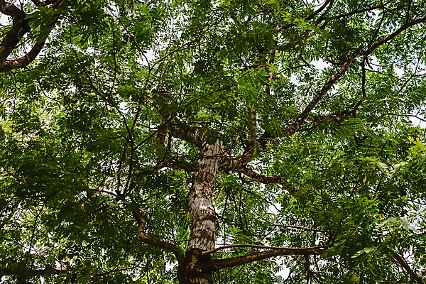 포토 JPG 해외이미지 나무 식물 계절 공원 백그라운드 잎 자연 하늘 풍경 사람없음 야외 목재 초록색 여름 빛 햇빛 태양 뷰티 농장 환경 정원 맑음 침묵 봄 성장 덮개 나뭇가지 신선 숲 큼 질감 장면 내추럴 생태학 해외포토 자연요소 공공시설 교육 컬러 농업 재료 날씨 소리 뚜껑 크기 생태계 파일형식 이미지허브