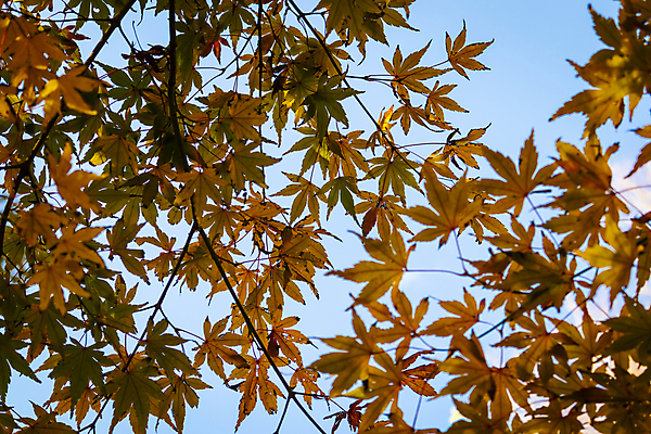 포토 JPG 해외이미지 나무 식물 계절 공원 단풍 잎 오렌지 자연 하늘 아침 미술 풍경 사람없음 야외 목재 가로 빨간색 초록색 파란색 빛 컬러풀 햇빛 태양 뷰티 갈색 노란색 환경 맑음 일몰 활발 가을 시골 신선 황금 저녁 숲 내추럴 옛날 해외포토 주간 자연요소 공공시설 컬러 컨셉 과일 재료 날씨 문화예술 노을 야간 생태계 파일형식 이미지허브