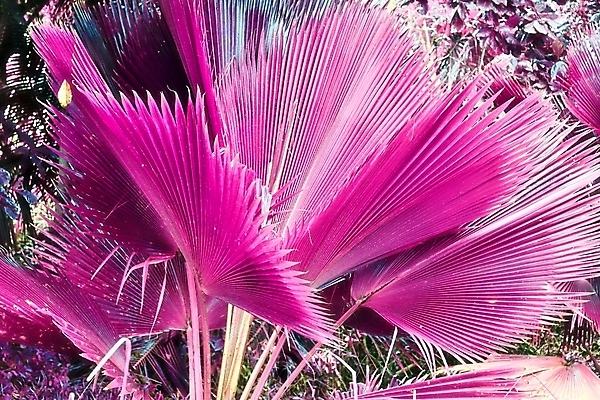 포토 JPG 해외이미지 분홍색 사람없음 야외 야자수 세이셸 야자수잎 해외포토 나무 컬러 잎 아프리카 파일형식 이미지허브