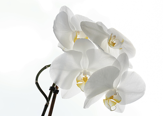 포토 JPG 해외이미지 식물 기념일 꽃잎 꽃 줄기 꽃다발 백그라운드 꽃무늬 자연 선물 사람없음 장식 세로 초록색 뷰티 노란색 검은색 봄 줄무늬 벚꽃 흰색 나뭇가지 신선 난초 황금 우아함 심플 호접란 고립 이국적 해외포토 나무 계절 컬러 컨셉 무늬 이벤트 생태계 파일형식 이미지허브