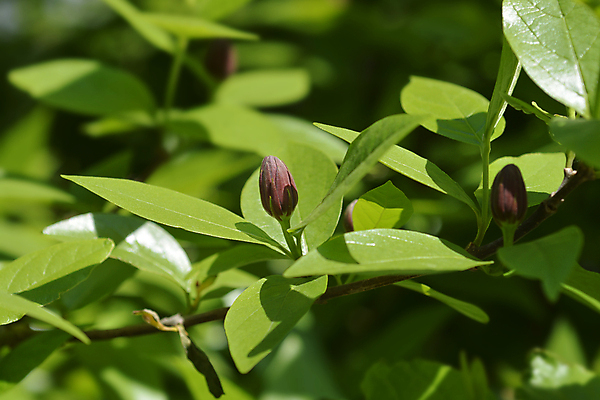 포토 JPG 해외이미지 식물 꽃 잎 자연 사람없음 야외 초록색 갈색 정원 봄 닫기 관목 해외포토 나무 계절 컬러 모션 생태계 파일형식 이미지허브