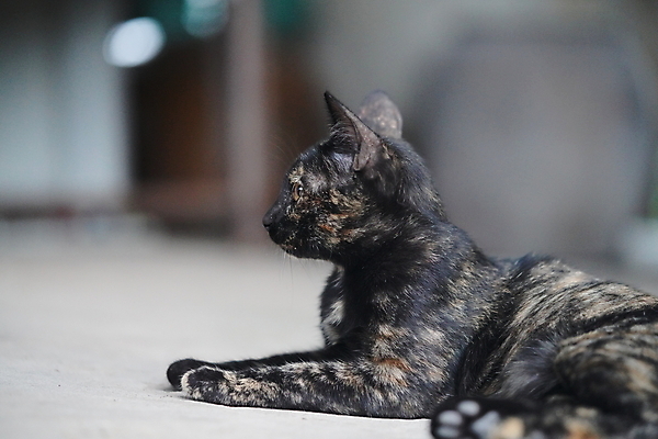 포토 JPG 해외이미지 동물 1 응시 행복 얼굴 백그라운드 포유류 자연 휴식 주택 털 앉기 사람없음 야외 반려동물 검은색 고양이 줄무늬 흰색 작음 모피 얼룩무늬 고립 혼자 해외포토 시선 감정 컬러 컨셉 무늬 모션 건물 신체부위 크기 생태계 파일형식 이미지허브