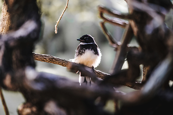 포토 JPG 해외이미지 나무 동물 야생동물 날개 자연 조류 사람없음 정원 작음 해외포토 식물 크기 생태계 파일형식 이미지허브