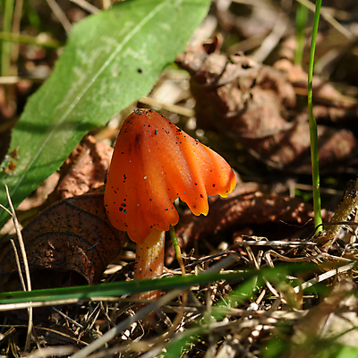 포토 JPG 해외이미지 식물 계절 야생동물 음식 백그라운드 자연 이끼 사람없음 야외 초록색 갈색 버섯 가을 흰색 숲 내추럴 곰팡이 그물버섯 독버섯 식용 캡모자 해외포토 동물 모자_잡화 컬러 생태계 파일형식 이미지허브