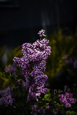 포토 JPG 해외이미지 식물 계절 꽃잎 꽃 분홍색 백그라운드 잎 꽃무늬 자연 사람없음 초록색 뷰티 정원 보라색 봄 벚꽃 나뭇가지 제비꽃 관목 라일락 내추럴 해외포토 나무 컬러 무늬 생태계 파일형식 이미지허브