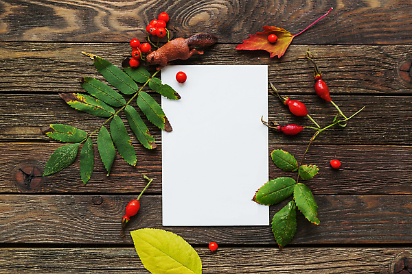 포토 JPG 해외이미지 열매 종이 단풍 낙엽 잎 사각프레임 실내 사람없음 가을 오브젝트 카피스페이스 나무배경 해외포토 식물 계절 백그라운드 프레임 내부 사각형 공백 파일형식 이미지허브