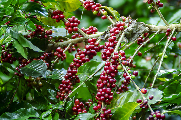 포토 JPG 해외이미지 계절 열매 꽃 산업 커피 음료 잎 크리스마스 과일 태국 자연 콩 건강 사람없음 빨간색 초록색 농작물 농장 원두 수확 성장 뜨거움 체리 농부 굽기 유기농 날것 발리 에콰도르 카푸치노 에스프레소 밭일 생태학 숙성 아라비카 해외포토 식물 직업 웰빙 교육 기념일 아시아 컬러 섬 농업 곡류 남아메리카 구이 생태계 인도네시아 파일형식 이미지허브