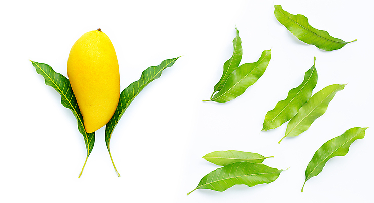 포토 JPG 해외이미지 잎 실내 사람없음 한개 열대과일 흰배경 망고 해외포토 식물 1 백그라운드 과일 내부 흰색 파일형식 이미지허브