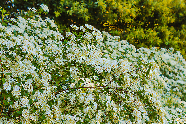 포토 JPG 해외이미지 식물 꽃 아시아 잎 가족 안내 사람없음 장식 초록색 울타리 장미 계단 정원 봄 바위 흰색 나뭇가지 개화 작음 4월 관목 묘사 반구 단계 세련 해외포토 나무 계절 나라 컬러 관계 담장 돌_바위 원형 날짜 크기 파일형식 이미지허브