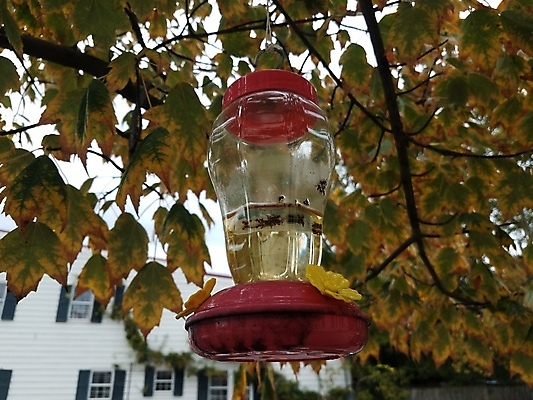 포토 JPG 해외이미지 나무 동물 야생동물 곤충 잎 매달리기 사람없음 나뭇가지 죽음 액체 꿀 해외포토 식물 모션 파일형식 이미지허브