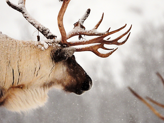 포토 JPG 해외이미지 주간 야생동물 겨울 사슴 노르웨이 풍경 사람없음 야외 해외포토 자연요소 동물 계절 유럽 포유류 파일형식 이미지허브