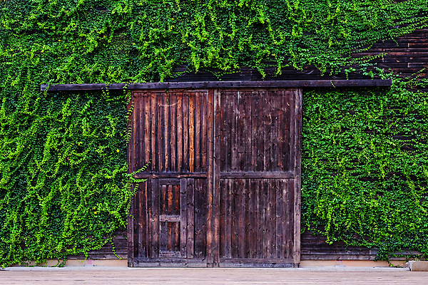 포토 JPG 해외이미지 백그라운드 창문 날씨 벽돌 출입구 자물쇠 사람없음 목재 초록색 갈색 문 금속 수확 시골 바 덩굴 큼 비밀 입장 질감 포도나무 아이비 고체 숨기 옛날 정문 해외포토 나무 식물 컬러 컨셉 농업 재료 모션 재질 크기 과일나무 파일형식 이미지허브