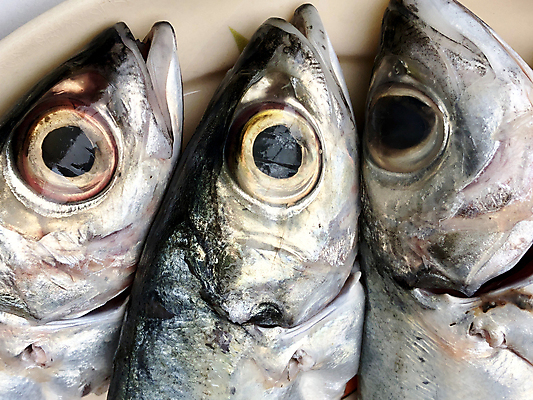 포토 JPG 해외이미지 동물 접시 음식 바다 다이어트 재료 낚시 건강 육류 어류 요리 사람없음 머리 세일 상점 주방 식당 얼음 식사 흰색 죽음 신선 잡기 시장 은색 먹기 해산물 준비 날것 지느러미 고등어 내추럴 고립 단백질 소금물 송어 청어 해외포토 자연요소 식기 컬러 식재료 모션 레저 신체부위 수중동물 영양소 파일형식 이미지허브