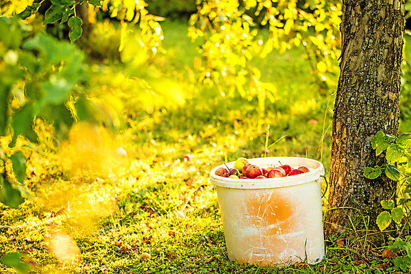 포토 JPG 해외이미지 나무 음식 백그라운드 단풍 과일 건강 사람없음 빨간색 초록색 빛 정원 맑음 침묵 수확 달콤 사과 소프트포커스 양동이 해외포토 식물 컬러 잎 농업 날씨 촬영기법 소리 맛 파일형식 이미지허브