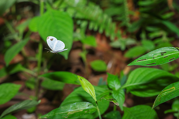 포토 JPG 해외이미지 꽃 나비 백그라운드 사람없음 해외포토 식물 곤충 파일형식 이미지허브