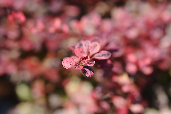 포토 JPG 해외이미지 식물 잎 자연 사람없음 야외 빨간색 여름 갈색 정원 보라색 나뭇가지 가시 닫기 관목 해외포토 나무 계절 컬러 모션 생태계 파일형식 이미지허브