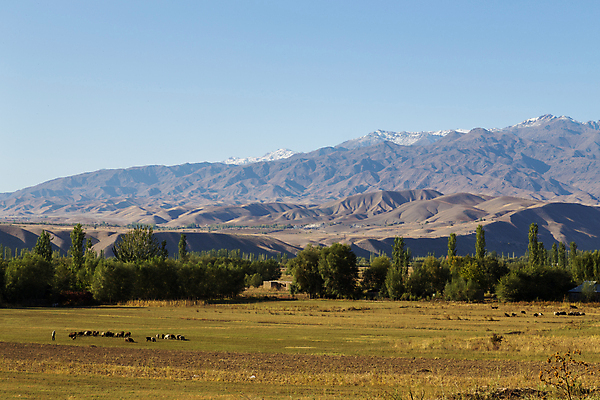 포토 JPG 해외이미지 동물 아시아 여행 자연 산 풍경 사람없음 트래킹 하이킹 사막 양 소 군중 방목 언덕 장면 울퉁불퉁 절정 찰과상 히말라야 키르기스스탄 해외포토 나라 포유류 레저 사람 축산업 상처 생태계 중앙아시아 파일형식 산맥 이미지허브
