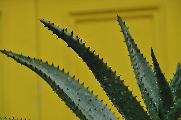 포토 JPG 해외이미지 식물 백그라운드 잎 건강 사람없음 초록색 컬러풀 노란색 내추럴 떠남 해외포토 컬러 모션 파일형식 이미지허브