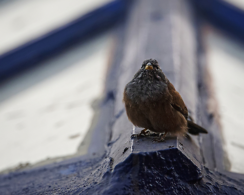 포토 JPG 해외이미지 주간 동물 1 여자 야생동물 음식 백그라운드 자연 조류 주택 프레임 사람없음 야외 파란색 빛 햇빛 갈색 닫기 묘사 부리 모로코 내추럴 천창 해외포토 자연요소 컬러 모션 아프리카 사람 건물 태양 생태계 파일형식 이미지허브