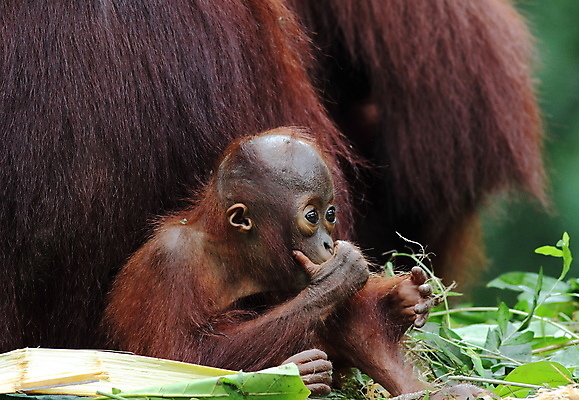 포토 JPG 해외이미지 스튜디오촬영 전신 동물 척추동물 한마리 응시 얼굴 야생동물 밧줄 포유류 청소년 털 실내 표정 매달리기 사람없음 세로 갈색 흰색 원숭이 표현 유머 열대우림 모피 유인원 고립 카피스페이스 차단 해외포토 1 시선 감정 줄 컬러 모션 사람 내부 신체부위 공백 숲 파일형식 이미지허브