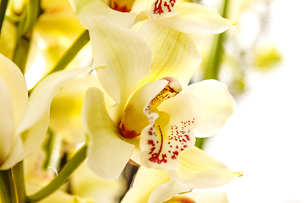 포토 JPG 해외이미지 식물 디자인 꽃잎 꽃 줄기 분홍색 꽃다발 백그라운드 잎 꽃무늬 패턴 자연 발렌타인데이 선물 사랑 이벤트 사람없음 장식 초록색 여름 뷰티 노란색 정원 보라색 봄 성장 벚꽃 흰색 나뭇가지 신선 점 생일 난초 우아함 꽃집 제비꽃 유기농 호접란 해피뉴이어 라일락 고립 해외포토 나무 웰빙 계절 기념일 감정 컬러 컨셉 무늬 데이이벤트 상점 새해인사 생태계 파일형식 이미지허브