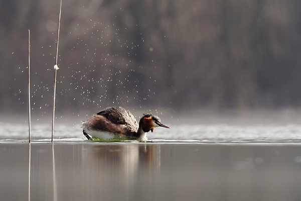 포토 JPG 해외이미지 동물 1 호수 물결 야생동물 날개 자연 조류 표면 사람없음 가로 물 뷰티 반사 평화 수영 침묵 놀람 전시 우아함 큼 손목시계 깃털 흔들림 부리 갈기 목 짝짓기 동물상 왕국 잔물결 천진난만 해외포토 자연요소 감정 시계 컨셉 장신구 모션 표정 신체부위 조형물 소리 수상스포츠 크기 생태계 파일형식 이미지허브