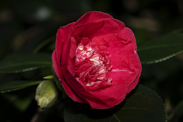 포토 JPG 해외이미지 식물 꽃잎 꽃 줄기 분홍색 꽃다발 잎 꽃무늬 자연 사람없음 장식 빨간색 초록색 여름 정원 일본 봄 성장 벚꽃 나뭇가지 신선 개화 관목 묘사 원예 꽃가루 내추럴 고립 꽃수술 생태학 유칼립투스 그리너리 해외포토 나무 계절 교육 아시아 컬러 무늬 취미 가루 생태계 파일형식 트랜드컬러 이미지허브