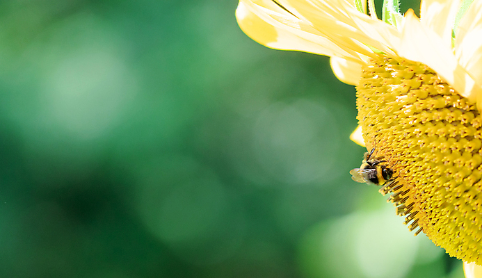 포토 JPG 해외이미지 식물 동물 꽃 야생동물 곤충 백그라운드 잎 자연 해바라기 사람없음 야외 초록색 노란색 정원 벚꽃 닫기 꿀 해외포토 컬러 모션 생태계 파일형식 이미지허브