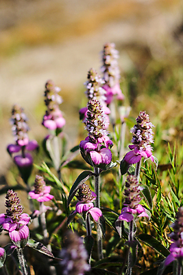 포토 JPG 해외이미지 나무 디자인 공원 꽃잎 벽 분홍색 잎 태국 사람없음 야외 뷰티 보라색 소나무 라벤더 해외포토 식물 공공시설 꽃 아시아 컬러 허브 파일형식 이미지허브