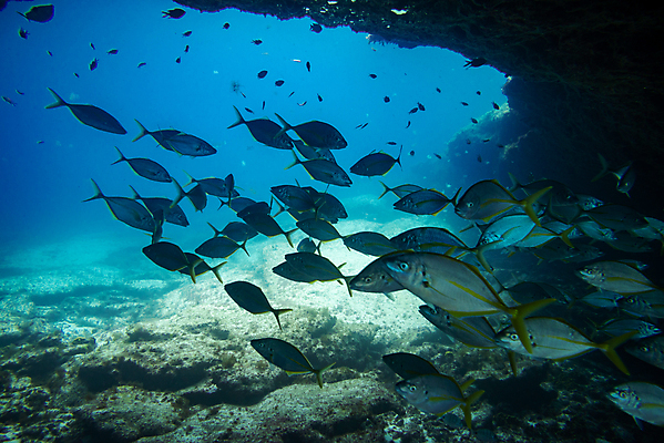 포토 JPG 해외이미지 동물 야생동물 바다 섬 여행 학교 자연 낚시 어류 풍경 사람없음 빨간색 물 파란색 바닷속 수중 수영 그룹 산호 잠수부 땅 생태계 다이빙 암초 내추럴 깊이 파라다이스 해외포토 자연요소 교육 컬러 레저 수중동물 수상스포츠 자포동물 전문직 수중스포츠 파일형식 이미지허브