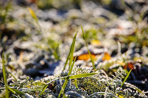 포토 JPG 해외이미지 식물 계절 백그라운드 잎 겨울 자연 아침 잔디 사람없음 야외 초록색 태양 정원 얼음 추위 가을 질감 서리 내추럴 해외포토 주간 자연요소 컬러 생태계 파일형식 이미지허브