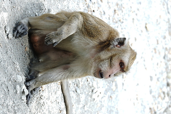 포토 JPG 해외이미지 나무 동물 응시 공원 아시아 얼굴 야생동물 음식 여행 포유류 가족 자연 털 동물원 앉기 동양인 사람없음 야외 초록색 갈색 회색 원숭이 표현 아기 숲 작음 먹기 꼬리 인도네시아 서식지 유인원 동물상 해외포토 식물 시선 공공시설 나라 컬러 관계 모션 사람 인종 신체부위 조형물 크기 생태계 파일형식 이미지허브