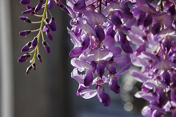 포토 JPG 해외이미지 꽃 자연 사람없음 봄 해외포토 식물 계절 생태계 파일형식 이미지허브