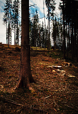 포토 JPG 해외이미지 나무 공원 산업 백그라운드 자연 바람 날씨 산 풍경 사람없음 야외 목재 초록색 환경 어둠 가을 숲 지역 폭풍 잡동사니 유지 내추럴 깨짐 벌목 생태학 수목 슬로바키아 재앙 해외포토 자연요소 식물 계절 공공시설 교육 유럽 컬러 컨셉 재료 생태계 파일형식 이미지허브