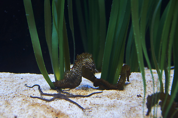 포토 JPG 해외이미지 동물 여자 야생동물 모래 바다 섬 여행 자연 휴가 휴식 불가사리 연체동물 종류 풍경 사람없음 빨간색 물 여름 파란색 빛 햇빛 뷰티 환경 검은색 바닷속 수중 가시 산호 아래 암초 내추럴 파라다이스 수평선 해외포토 자연요소 계절 컬러 컨셉 극피동물 무척추동물 사람 태양 자포동물 방향 생태계 위치 파일형식 이미지허브