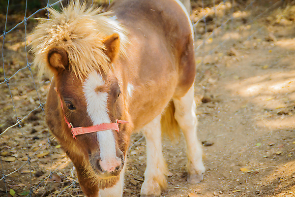 포토 JPG 해외이미지 나무 야생동물 밭 포유류 이야기 서기 사람없음 야외 빨간색 초록색 울타리 반려동물 농장 농경지 갈색 귀여움 가축 봄 우정 미니어처 하트 시골 작음 방목 꼬리 새장 조랑말 미니 생존 스타일 해외포토 모양 식물 동물 계절 컬러 컨셉 농업 모션 친구 담장 모형 말_동물 축산업 크기 케이지 파일형식 이미지허브