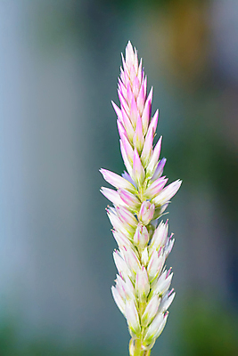 포토 JPG 해외이미지 나무 식물 꽃 백그라운드 잎 꽃무늬 밭 자연 사랑 미술 사람없음 야외 초록색 여름 빛 햇빛 뷰티 정원 수확 벚꽃 신선 개화 내추럴 스타일 해외포토 계절 감정 컬러 무늬 농업 문화예술 태양 생태계 파일형식 이미지허브