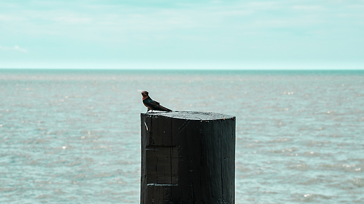포토 JPG 해외이미지 나무 동물 1 여자 야생동물 섬 여행 자연 조류 병아리 앉기 사람없음 목재 여행객 나뭇가지 갑판 싱글 부리 남쪽 동물상 포트폴리오 해외포토 식물 배_교통 재료 모션 사람 조형물 방향 생태계 파일형식 이미지허브