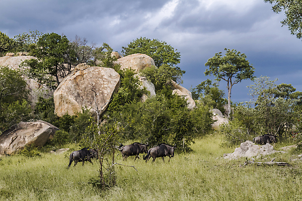 포토 JPG 해외이미지 동물 야생동물 포유류 아프리카 자연 국립공원 풍경 사람없음 가로 황무지 보호 사파리 영양 남아프리카 보츠와나 보호구역 폭풍우 해외포토 공원 나라 컨셉 비_날씨 자연재해 생태계 구역 파일형식 이미지허브