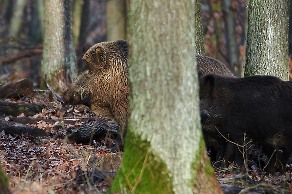 포토 JPG 해외이미지 나무 동물 척추동물 응시 남자 야생동물 잎 포유류 자연 친절 사람없음 옆모습 가로 달리기 어둠 힘 봄 잠 돼지 우아함 치아 보호 숲 위험 큼 먹이 공격 모피 검색 호기심 사냥 귀 주둥이 멧돼지 송곳니 요금 테마 힘찬 해외포토 식물 시선 계절 감정 뷰포인트 컨셉 모션 사람 신체부위 소화기관 크기 생태계 파일형식 이미지허브