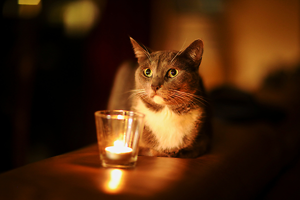 포토 JPG 해외이미지 동물 1 응시 얼굴 생각 촛불 포유류 불 주택 실내 그림자 사람없음 내부 장식 빛 반려동물 노란색 검은색 고양이 어둠 꿈 분위기 야간 편안함 모피 호기심 문학 마법 빛망울 연소 복잡 안락 해외포토 자연요소 시선 감정 컬러 컨셉 초 건물 신체부위 감각 파일형식 이미지허브