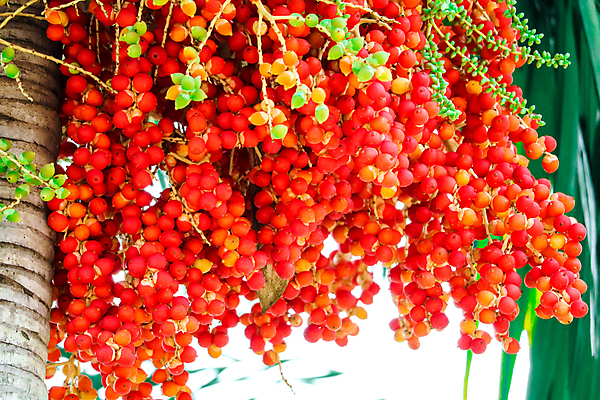 포토 JPG 해외이미지 나무 식물 계절 공원 산업 아시아 선 음식 백그라운드 잎 농업 오렌지 과일 태국 자연 건강 손바닥 씨앗 동양인 사람없음 야외 빨간색 초록색 컬러풀 노란색 정원 봄 견과류 성장 흰색 신선 그룹 닫기 다발 묘사 유기농 날것 내추럴 숙성 해외포토 손 웰빙 공공시설 나라 컬러 모션 인종 생태계 파일형식 이미지허브