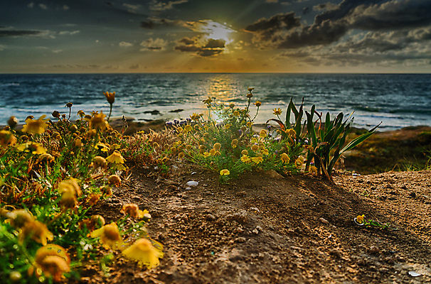 포토 JPG 해외이미지 꽃 바다 여행 자연 하늘 휴가 해변 사람없음 일몰 지중해 생태학 이스라엘 해외포토 식물 교육 노을 생태계 서아시아 파일형식 이미지허브