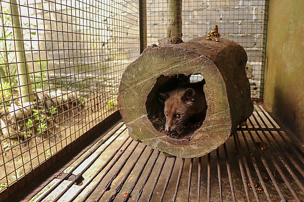 포토 JPG 해외이미지 나무 동물 응시 공원 아시아 얼굴 커피 야생동물 음식 백그라운드 포유류 태국 자연 손바닥 동양인 사람없음 초록색 농작물 갈색 머리 검은색 고양이 어둠 흰색 야간 숲 베트남 발리 인도네시아 내추럴 고립 해외포토 자연요소 식물 손 시선 공공시설 나라 음료 컬러 섬 농업 인종 신체부위 반려동물 동남아시아 생태계 파일형식 이미지허브