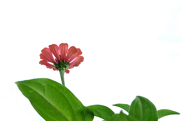 포토 JPG 해외이미지 잎 사람없음 뷰티 흰배경 백일홍 해외포토 식물 꽃 백그라운드 흰색 파일형식 이미지허브