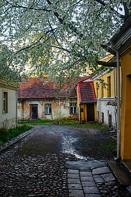 포토 JPG 해외이미지 나무 식물 계절 열매 꽃잎 꽃 벽 여행 백그라운드 창문 자연 지붕 주택 사람없음 야외 건물 목재 초록색 파란색 농장 마을 정원 맑음 봄 수확 벚꽃 흰색 나뭇가지 시골 개화 체리 빌라 러시아 지역 타운 러시아인 안뜰 옛날 해외포토 서양인 건축물 유럽 컬러 농업 과일 재료 날씨 도시 생태계 파일형식 이미지허브